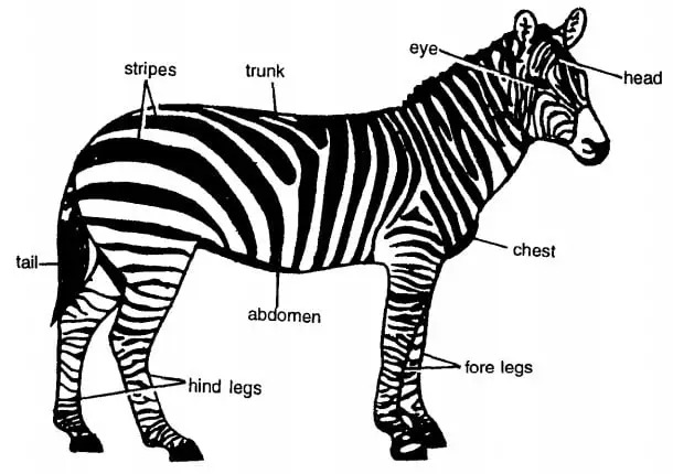bullock mayo Epidermis zebra